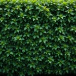 découvrez comment la haie de lauriers crée un écran visuel persistant pour protéger votre jardin tout en apportant une touche verdoyante et élégante.